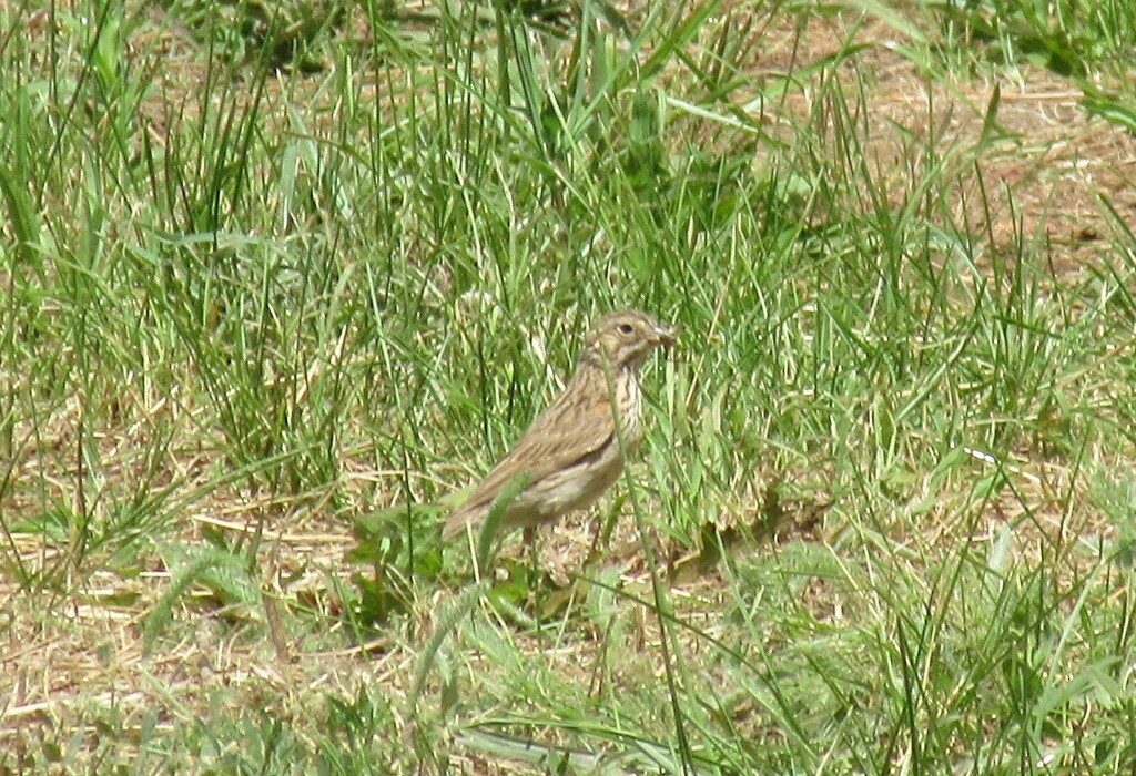 Vesper Sparrow - ML615308112