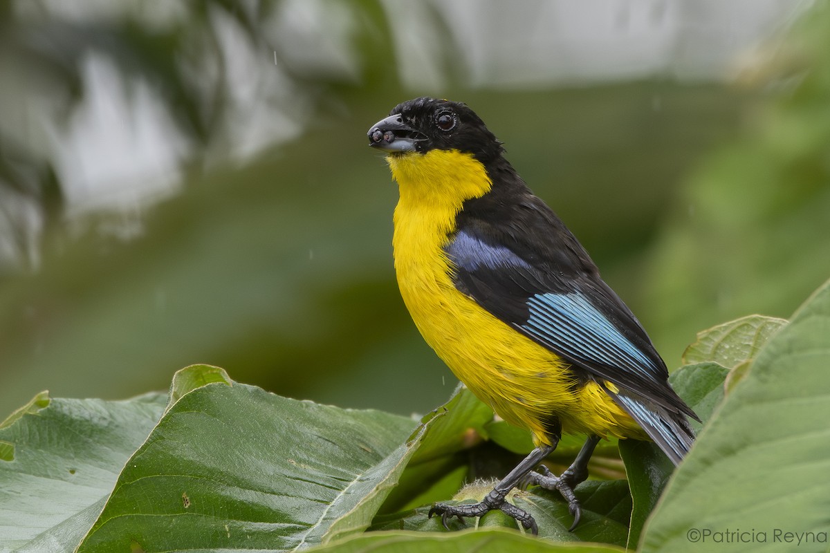 Blue-winged Mountain Tanager - ML615308190