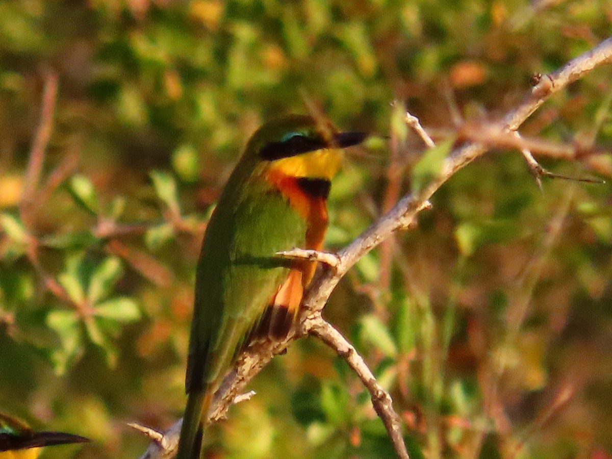 Little Bee-eater - ML615309037