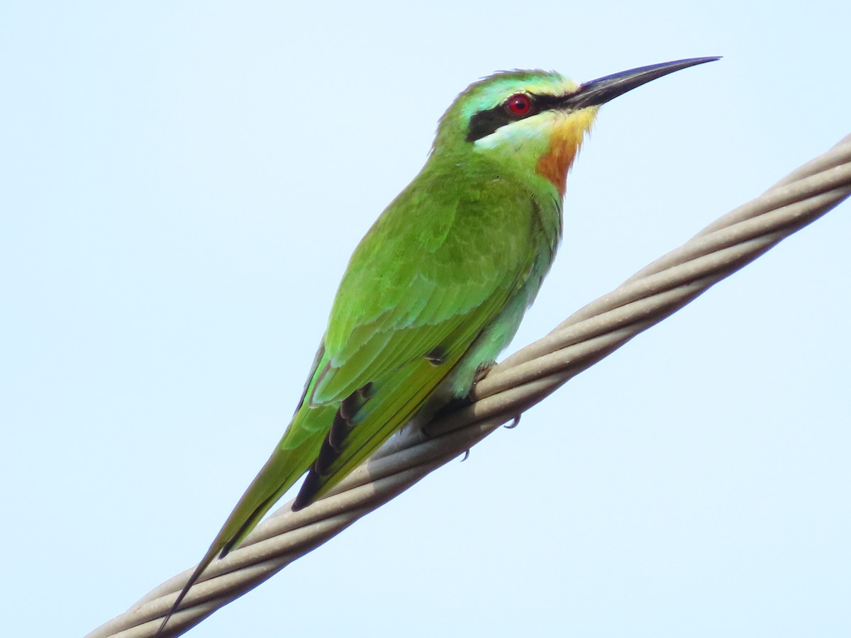 Blue-cheeked Bee-eater - Lenny Ricketts
