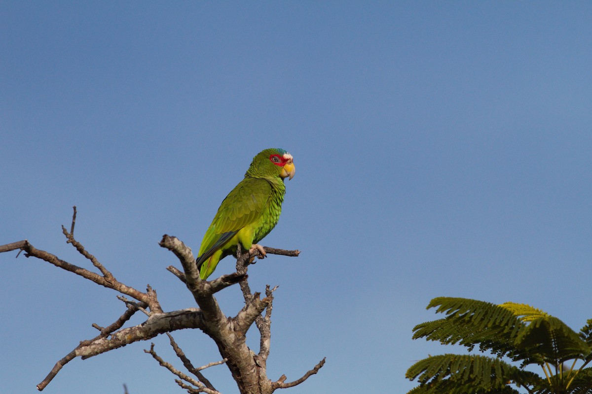 White-fronted Parrot - ML615309095