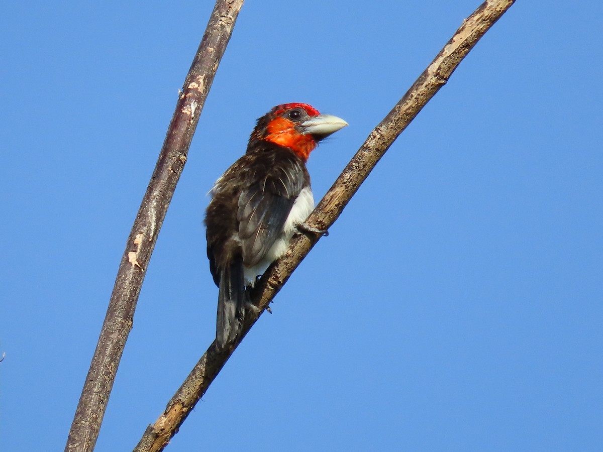 Brown-breasted Barbet - Lenny Ricketts