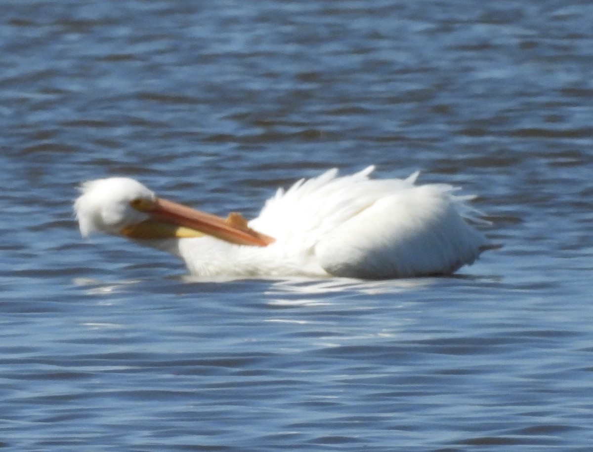 American White Pelican - ML615309178