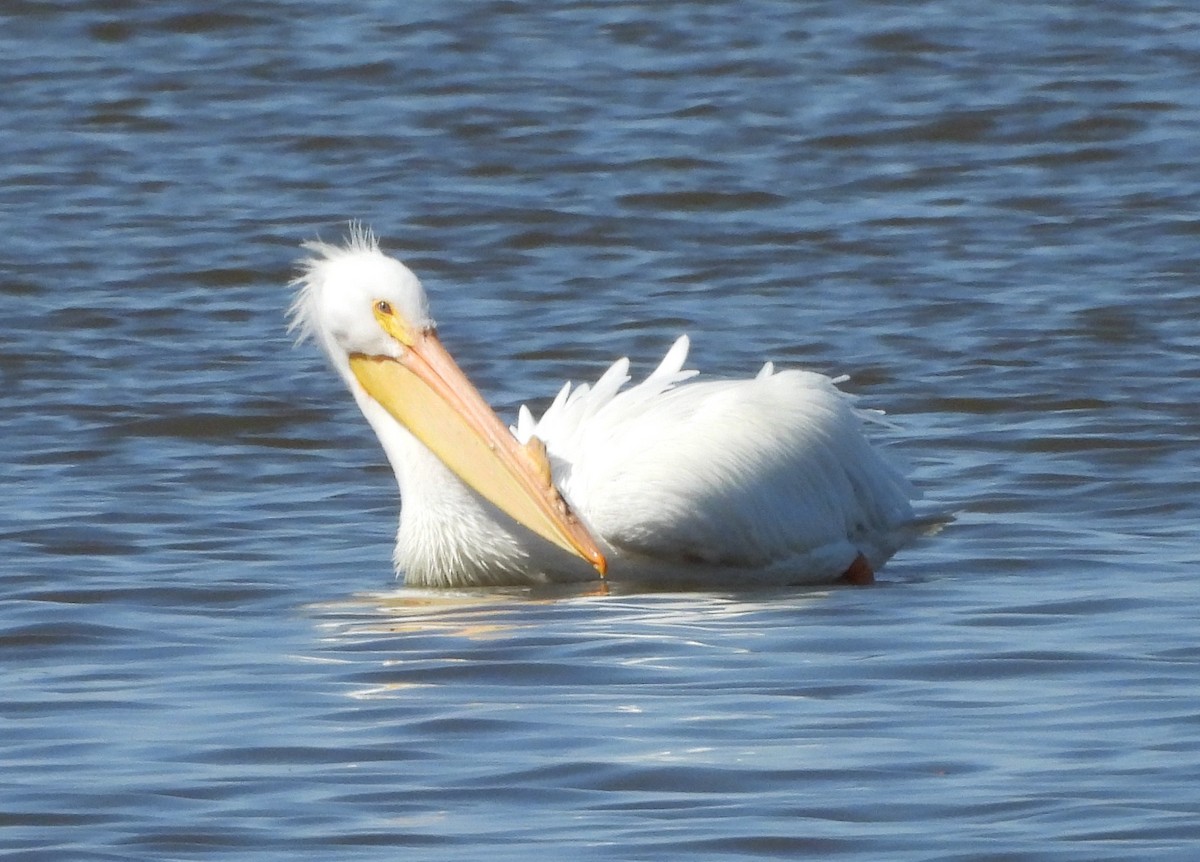 American White Pelican - Mark DiGiovanni