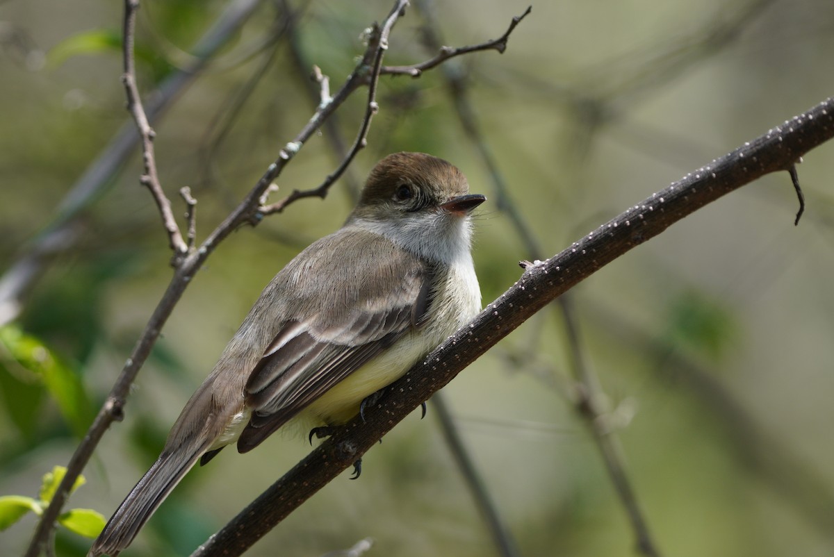 Galapagos Flycatcher - Michael Walter