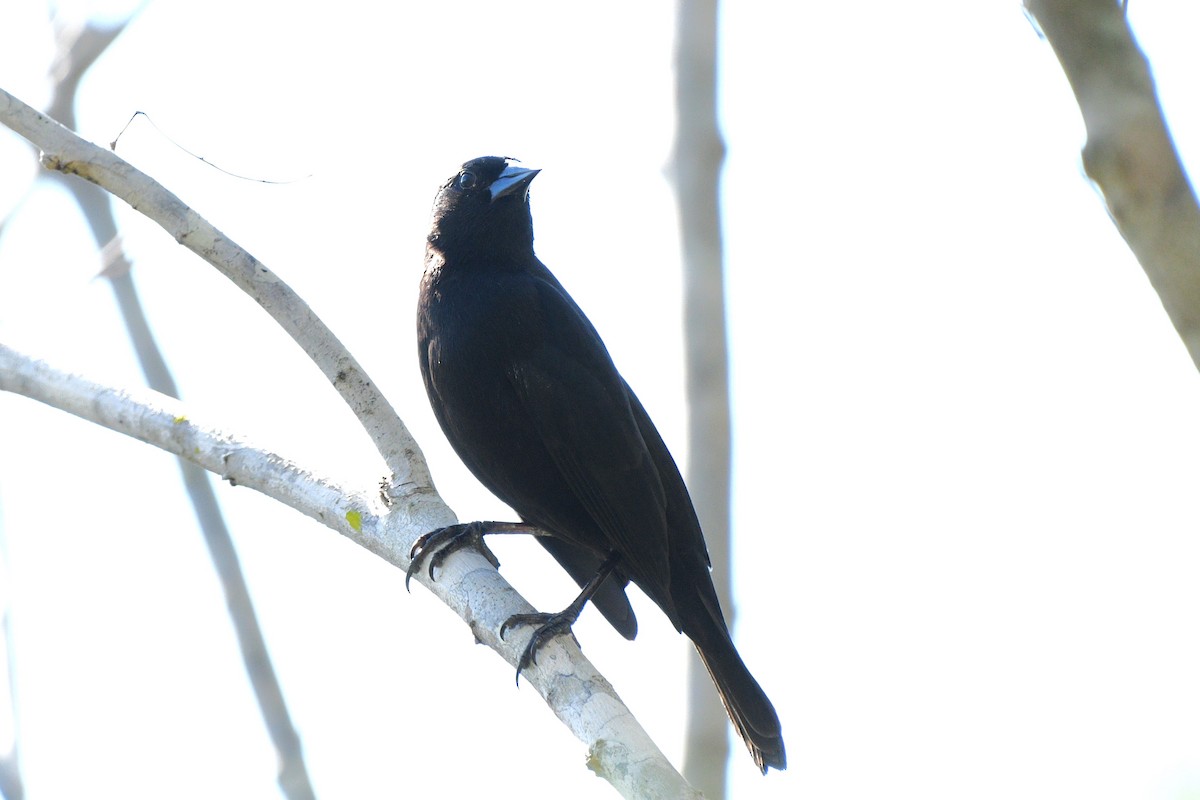 Red-shouldered Blackbird - ML615309352