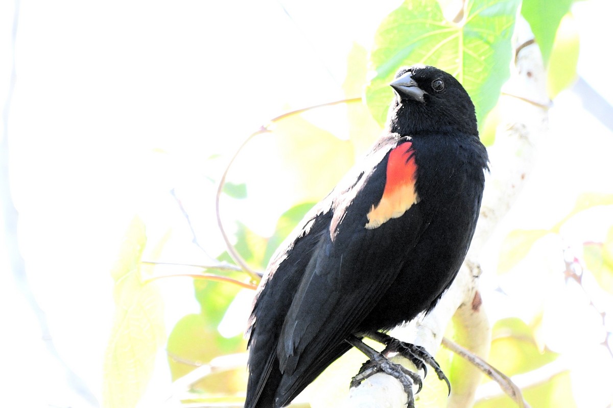 Red-shouldered Blackbird - ML615309392