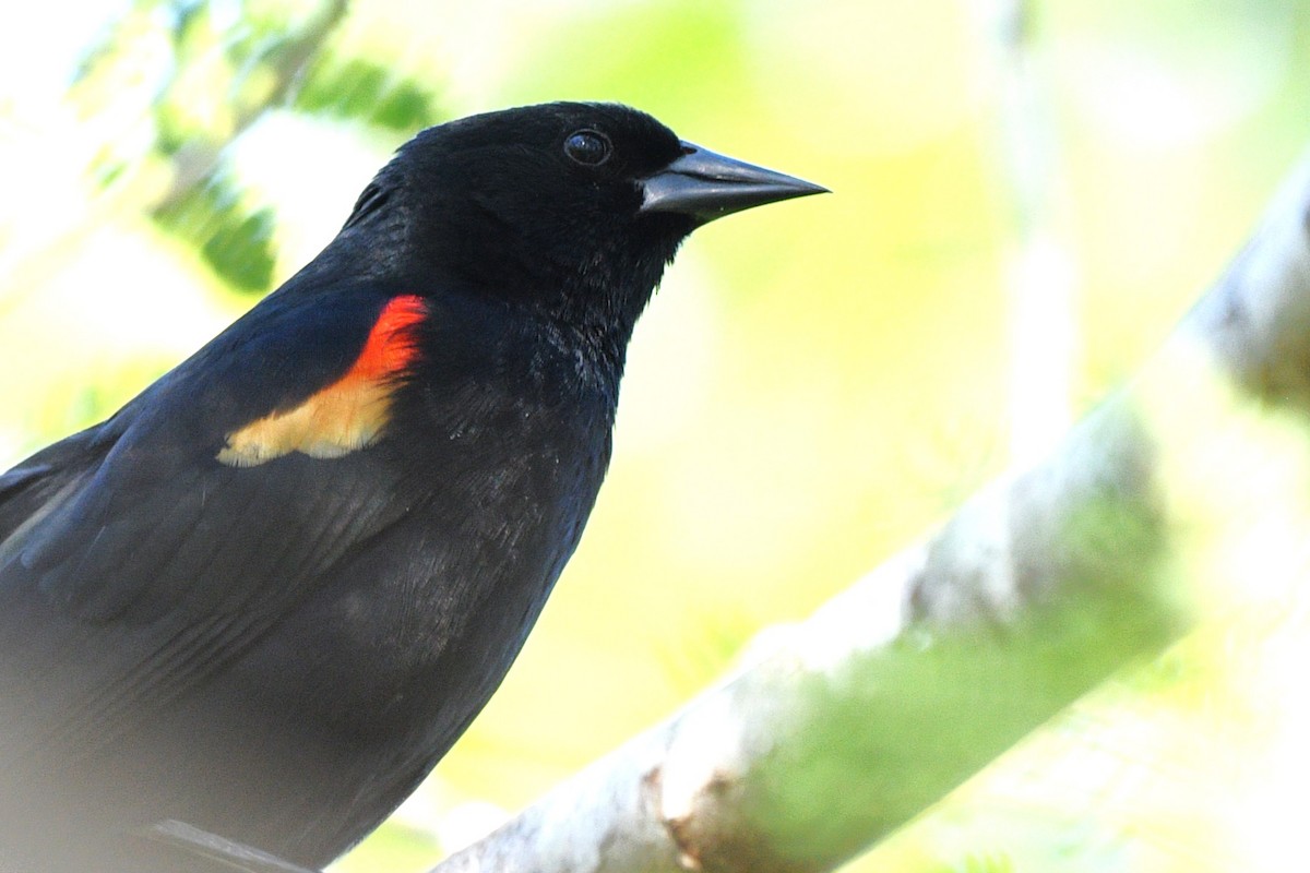 Red-shouldered Blackbird - ML615309393