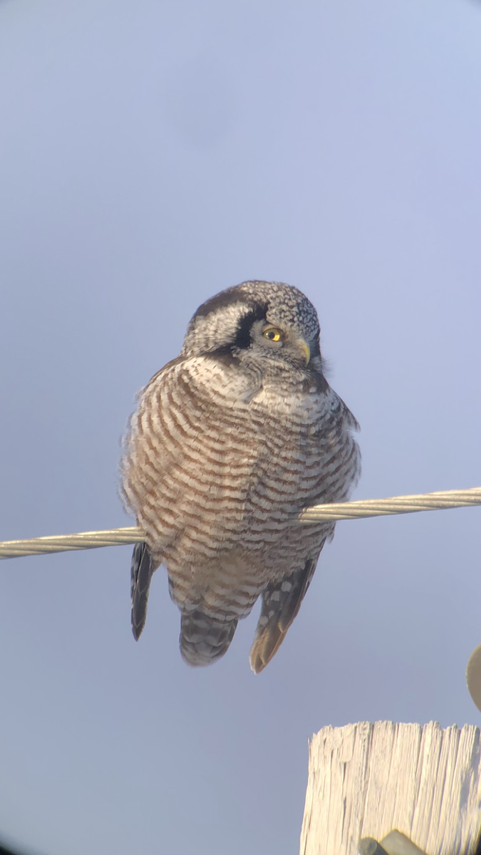 Northern Hawk Owl - ML615309498