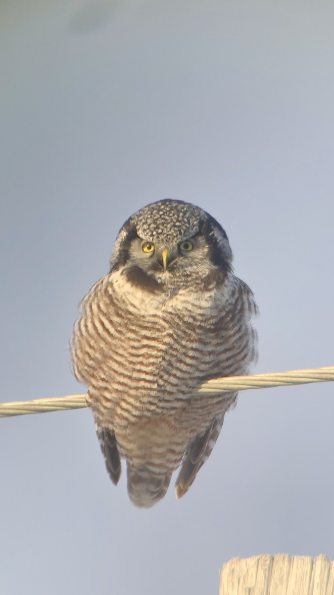 Northern Hawk Owl - ML615309580