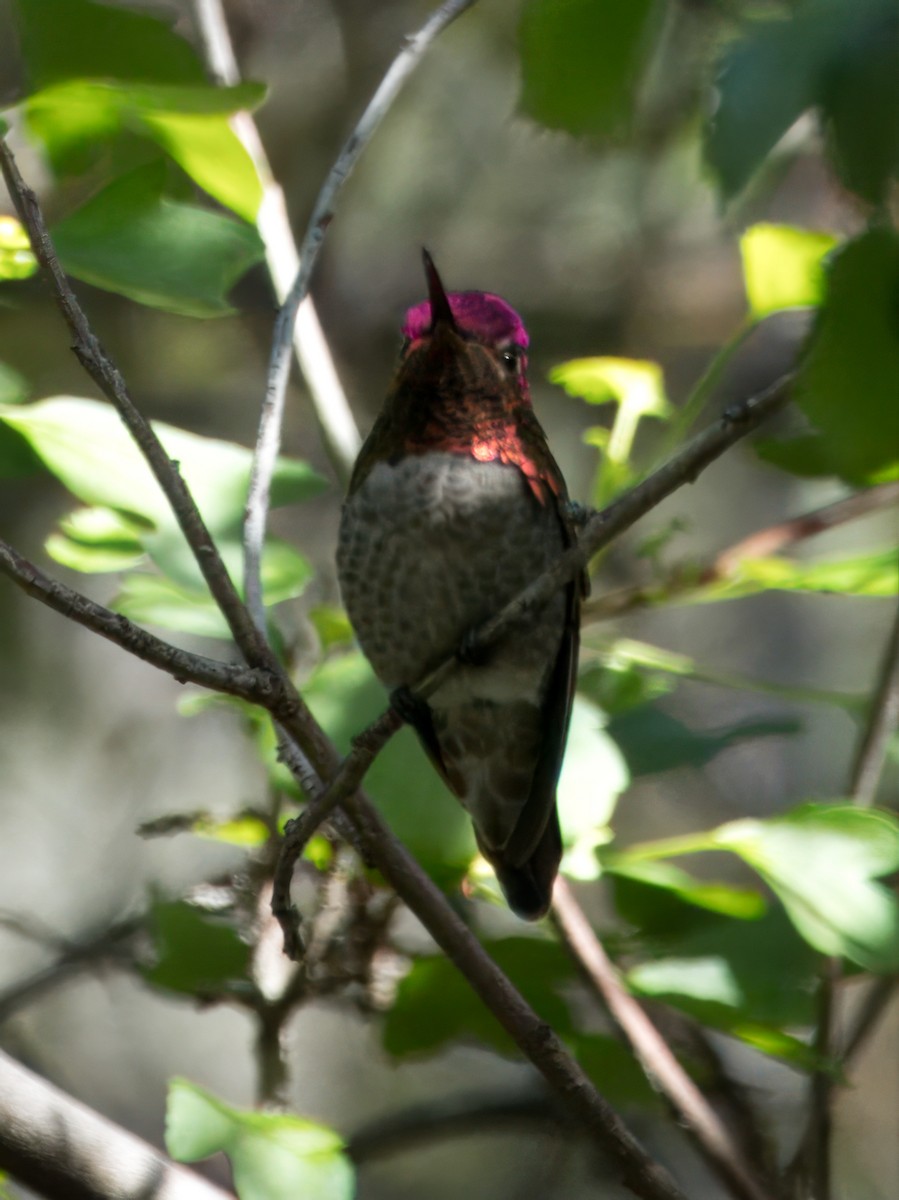 Anna's Hummingbird - ML615309690
