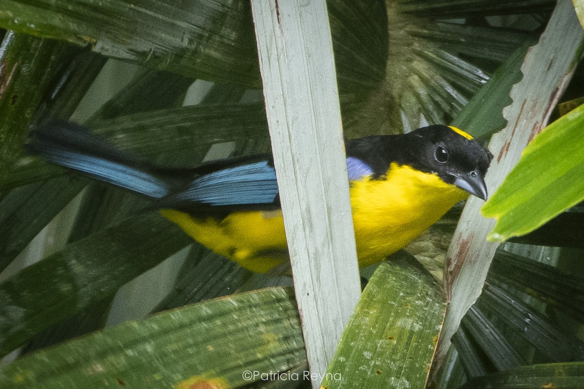 Blue-winged Mountain Tanager - ML615309720