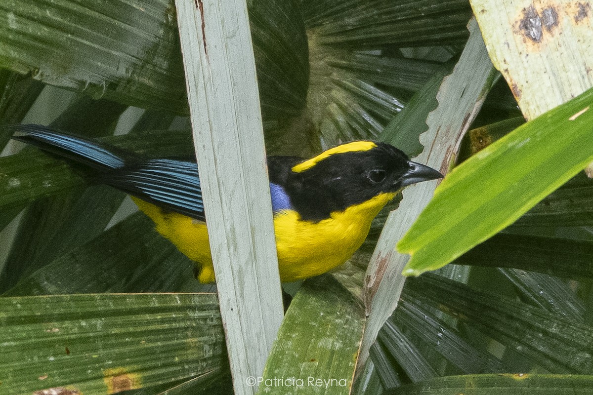 Blue-winged Mountain Tanager - Patricia Reyna