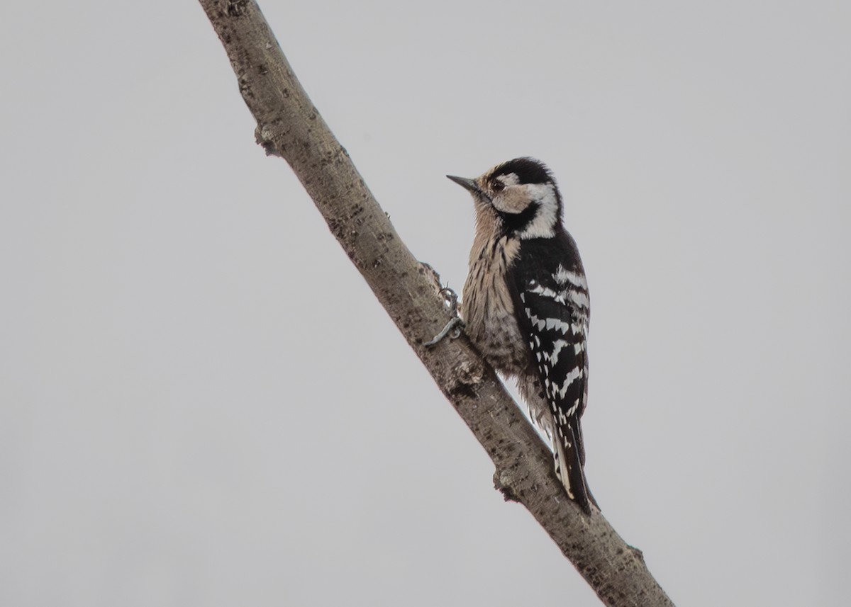 Lesser Spotted Woodpecker - Giota Bourneli