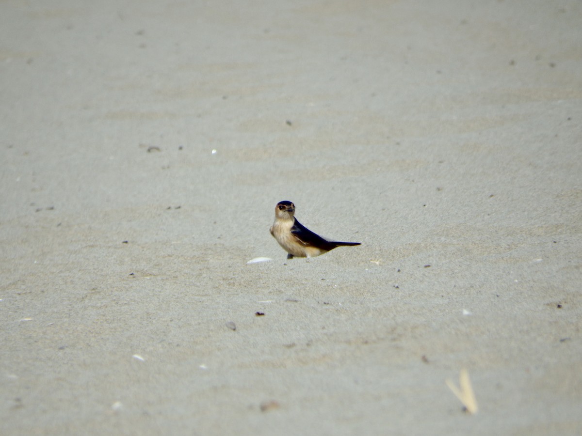 Red-rumped Swallow - ML615309800