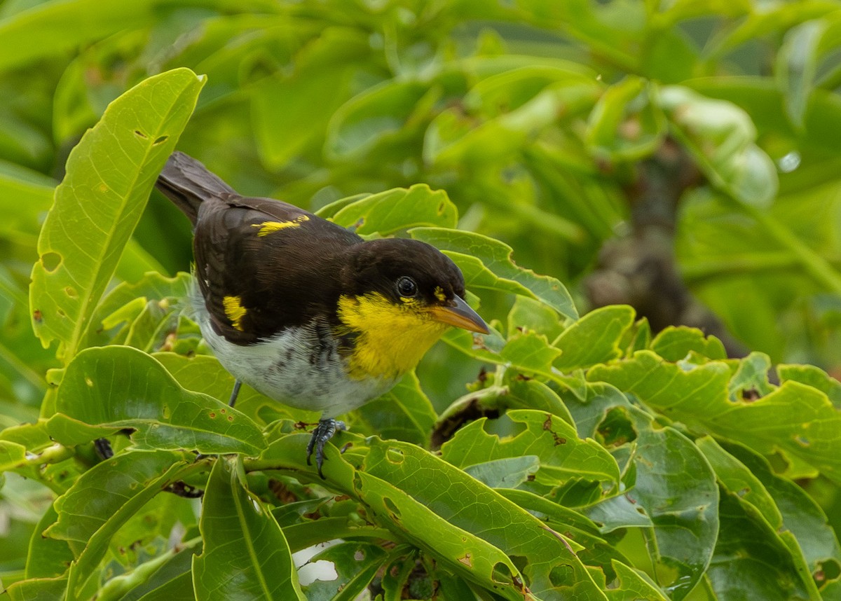 Yellow-backed Tanager - Celesta von Chamier