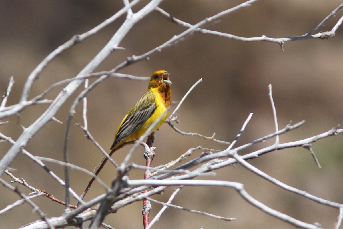 Red-headed Bunting - ML615309866