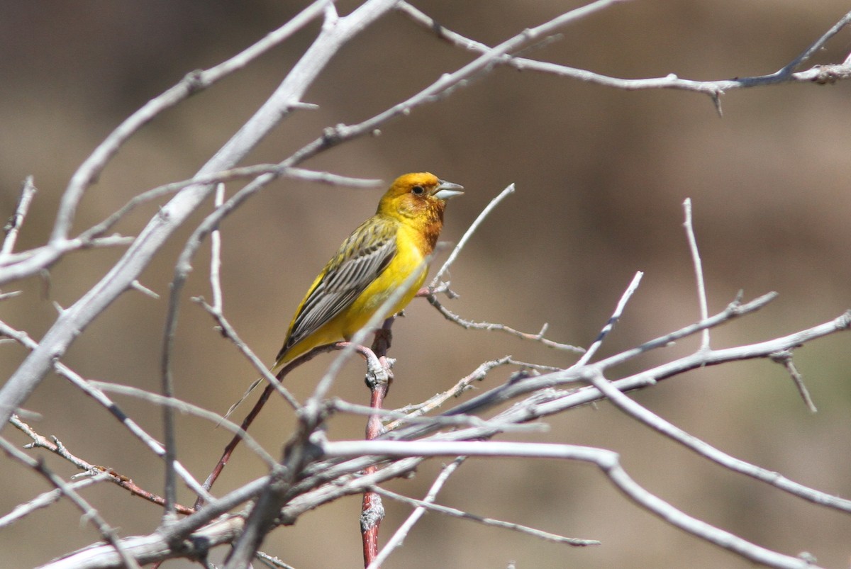 Red-headed Bunting - ML615309867