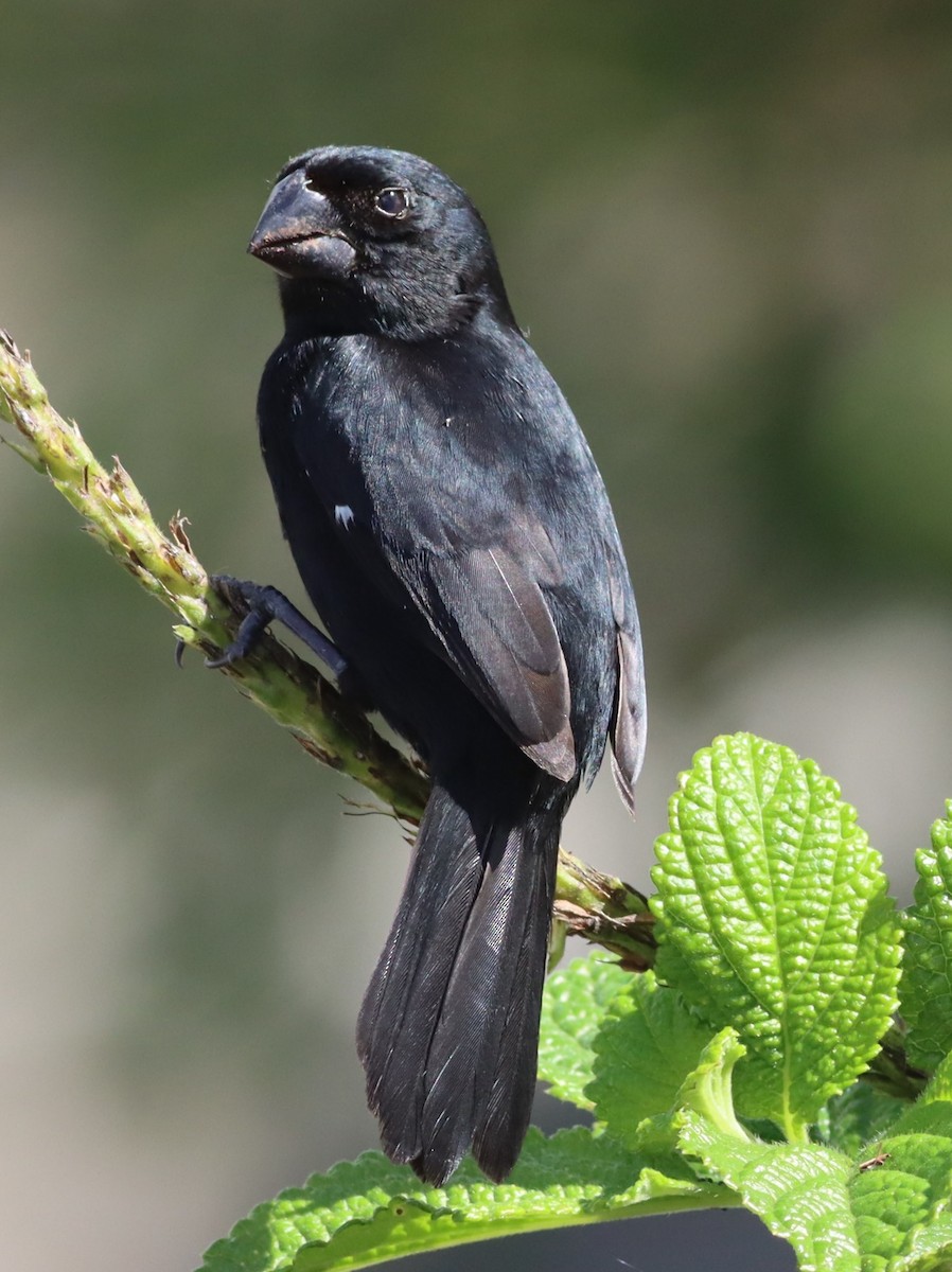 Thick-billed Seed-Finch - ML615310213