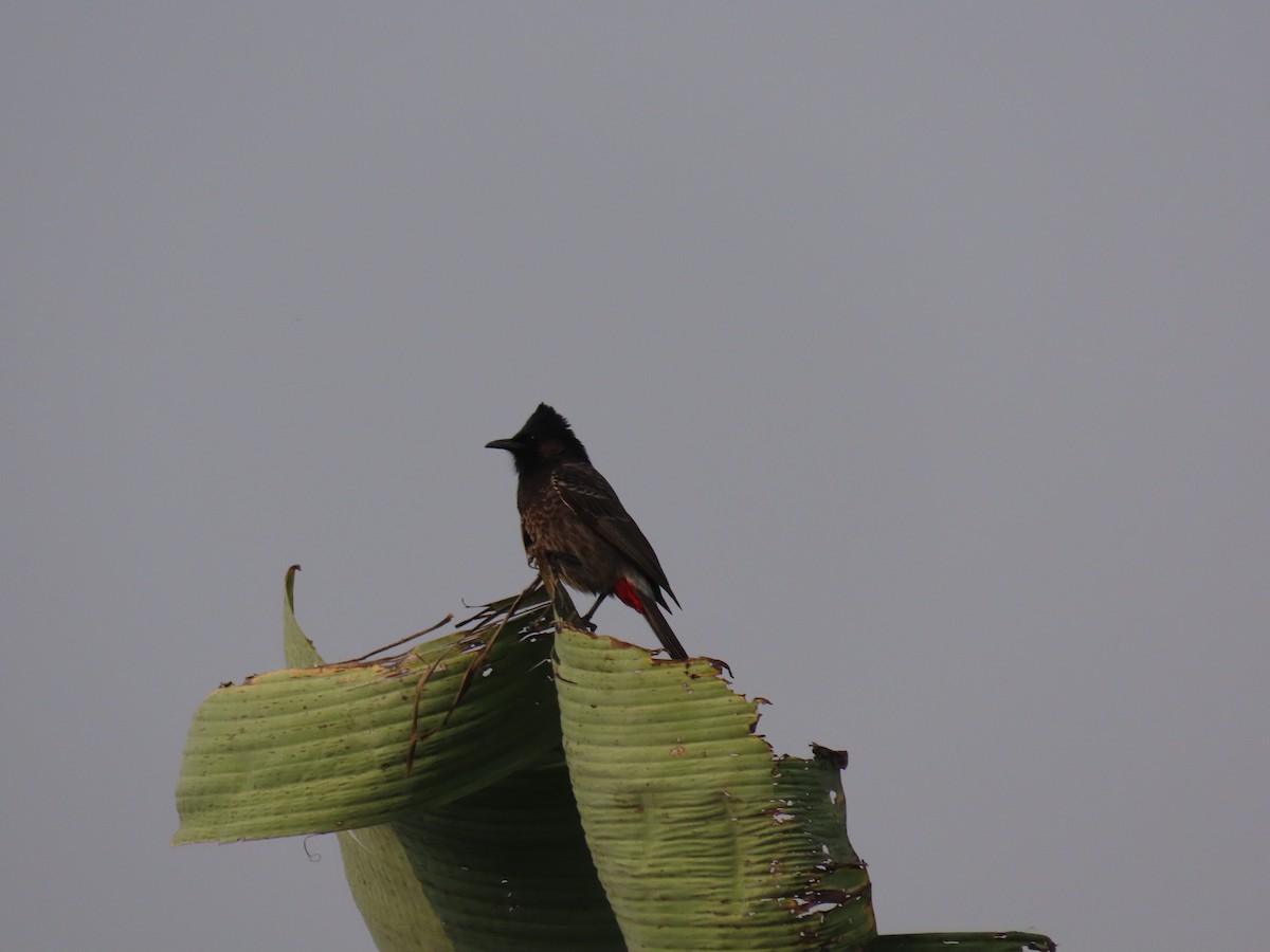 Red-vented Bulbul - ML615310421