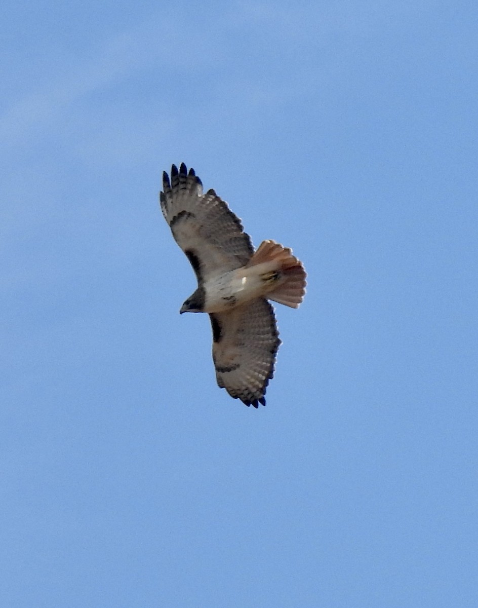 Red-tailed Hawk - ML615310432