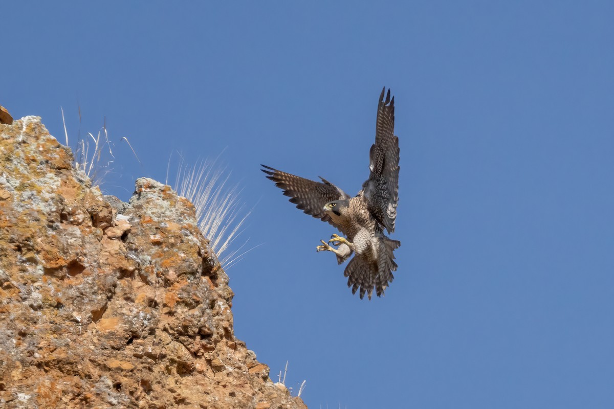 Peregrine Falcon - Aras Metin