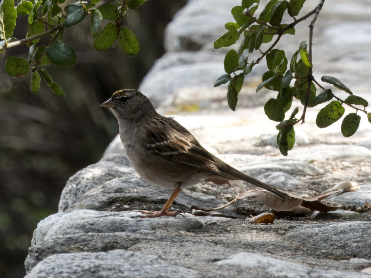 Golden-crowned Sparrow - Merryl Edelstein