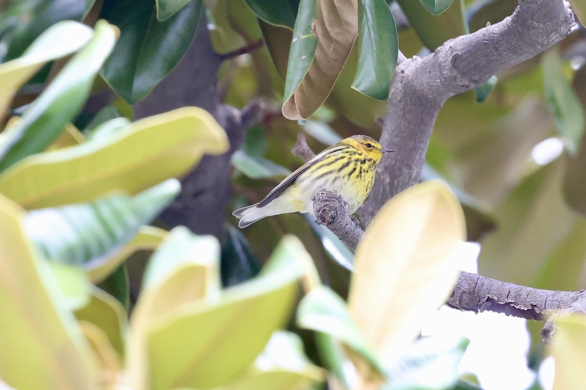 Cape May Warbler - ML615310680