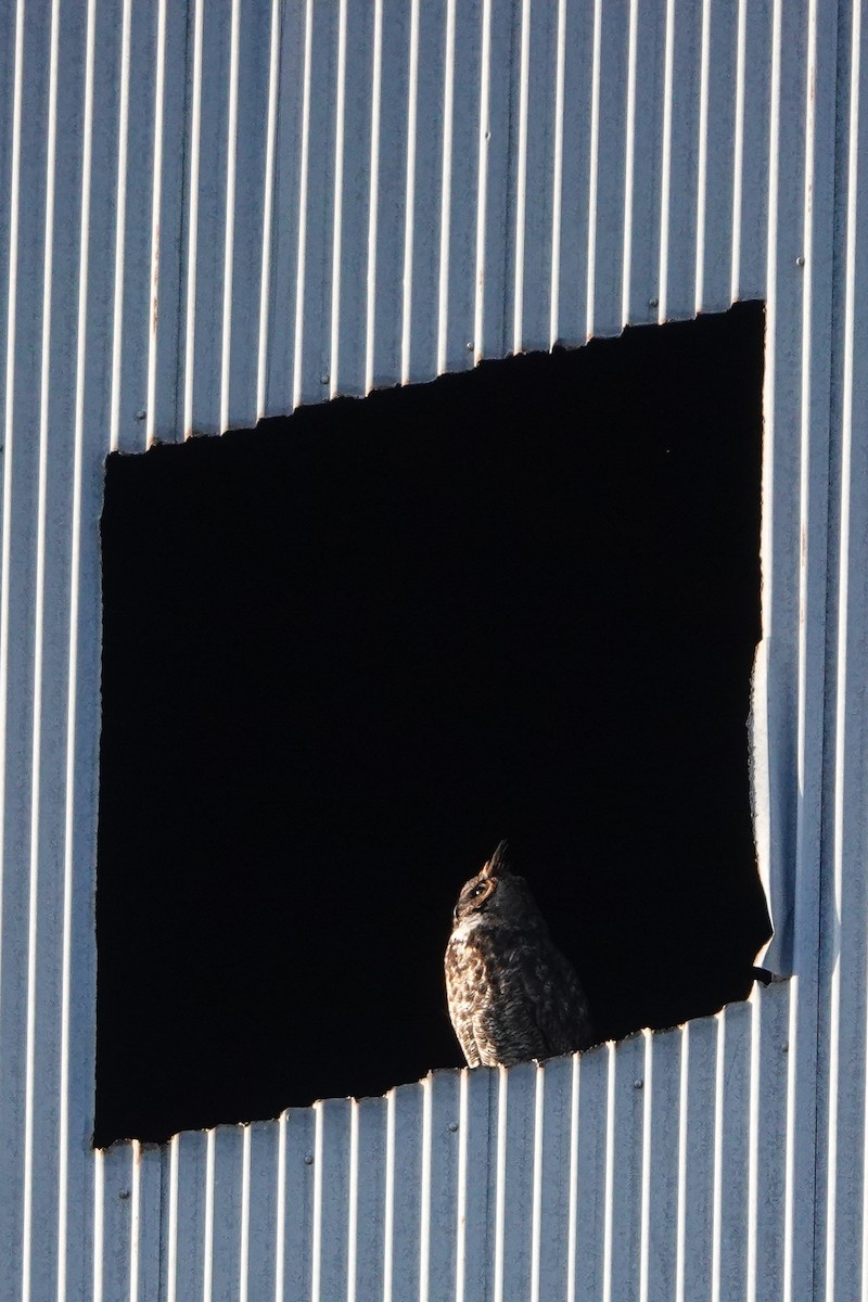 Great Horned Owl - ML615310683