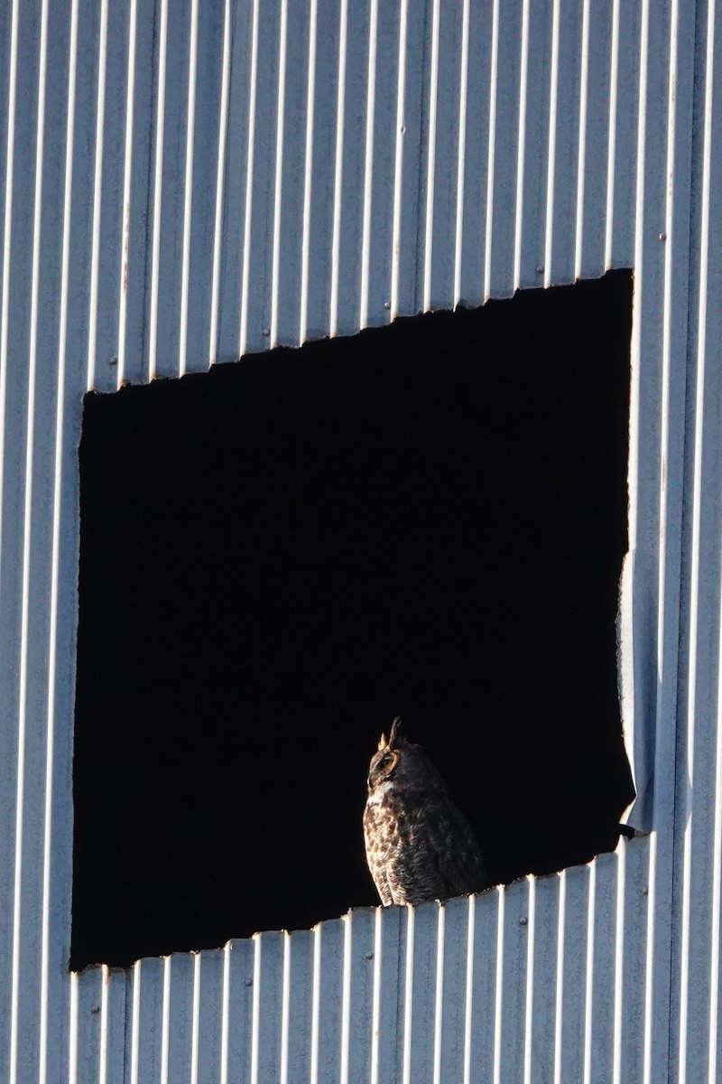 Great Horned Owl - ML615310684