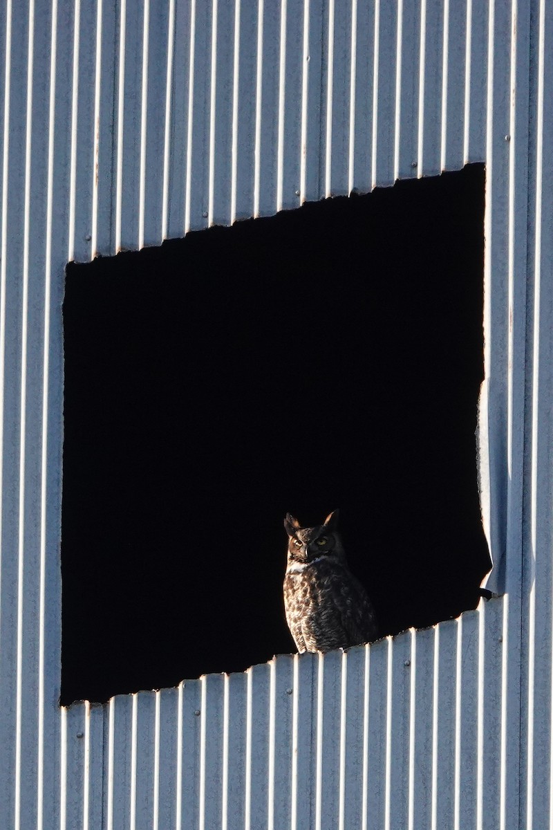 Great Horned Owl - ML615310685