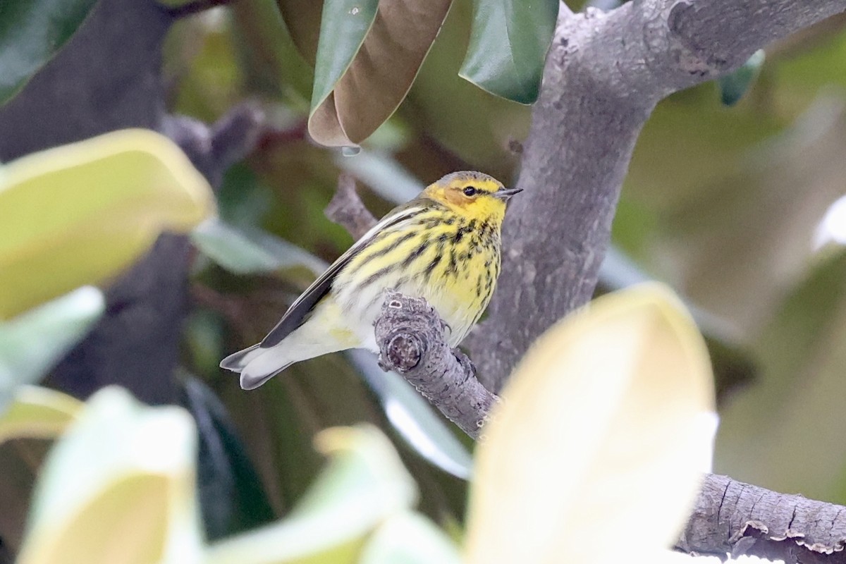 Cape May Warbler - ML615310703