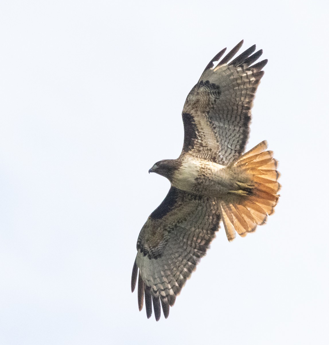 Red-tailed Hawk - ML615310999