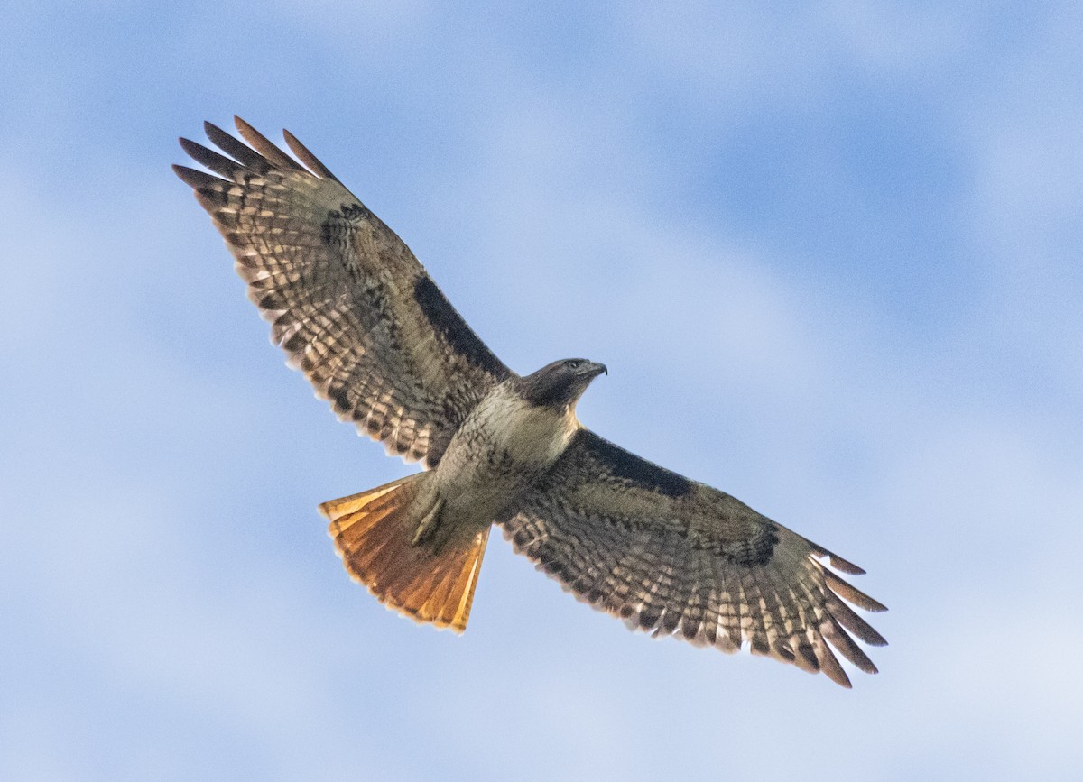 Red-tailed Hawk - ML615311014