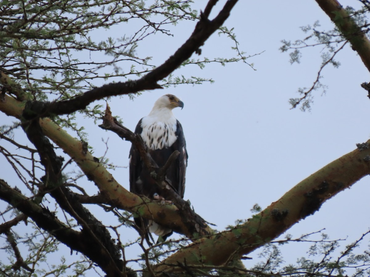 African Fish-Eagle - ML615311034