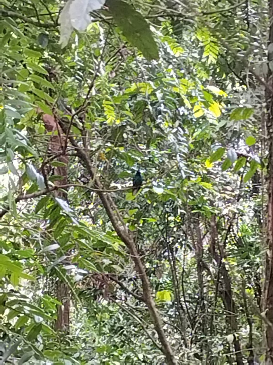 kolibřík běloocasý - ML615311048