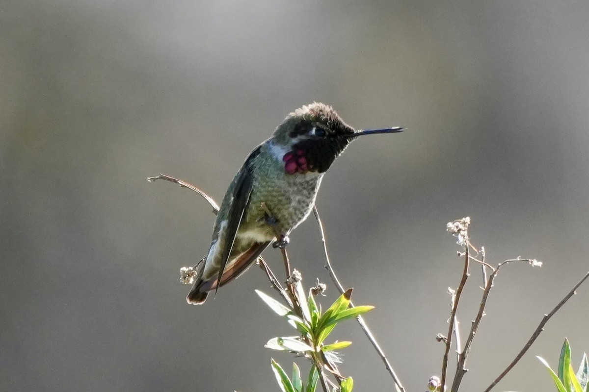 Anna's Hummingbird - ML615311054