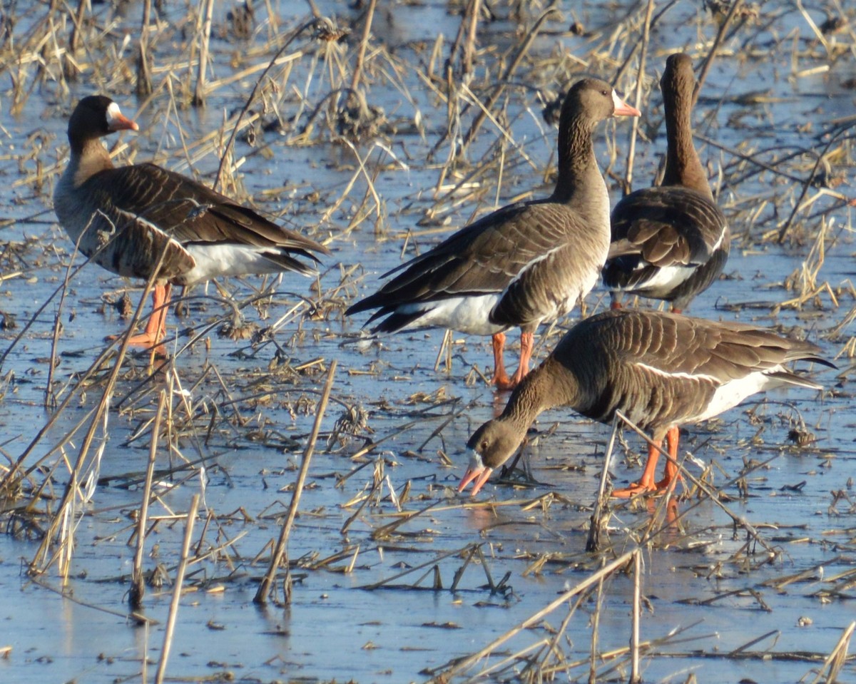 Greater White-fronted Goose - ML615311055