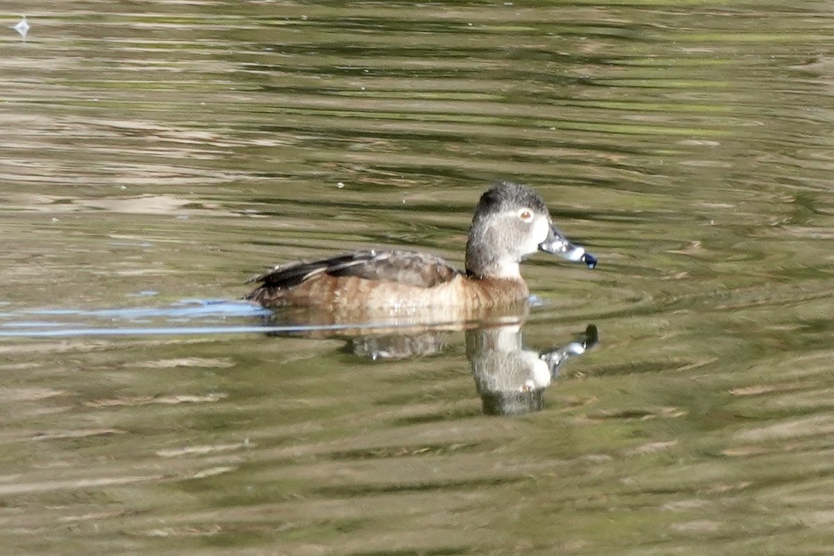 Ring-necked Duck - ML615311123