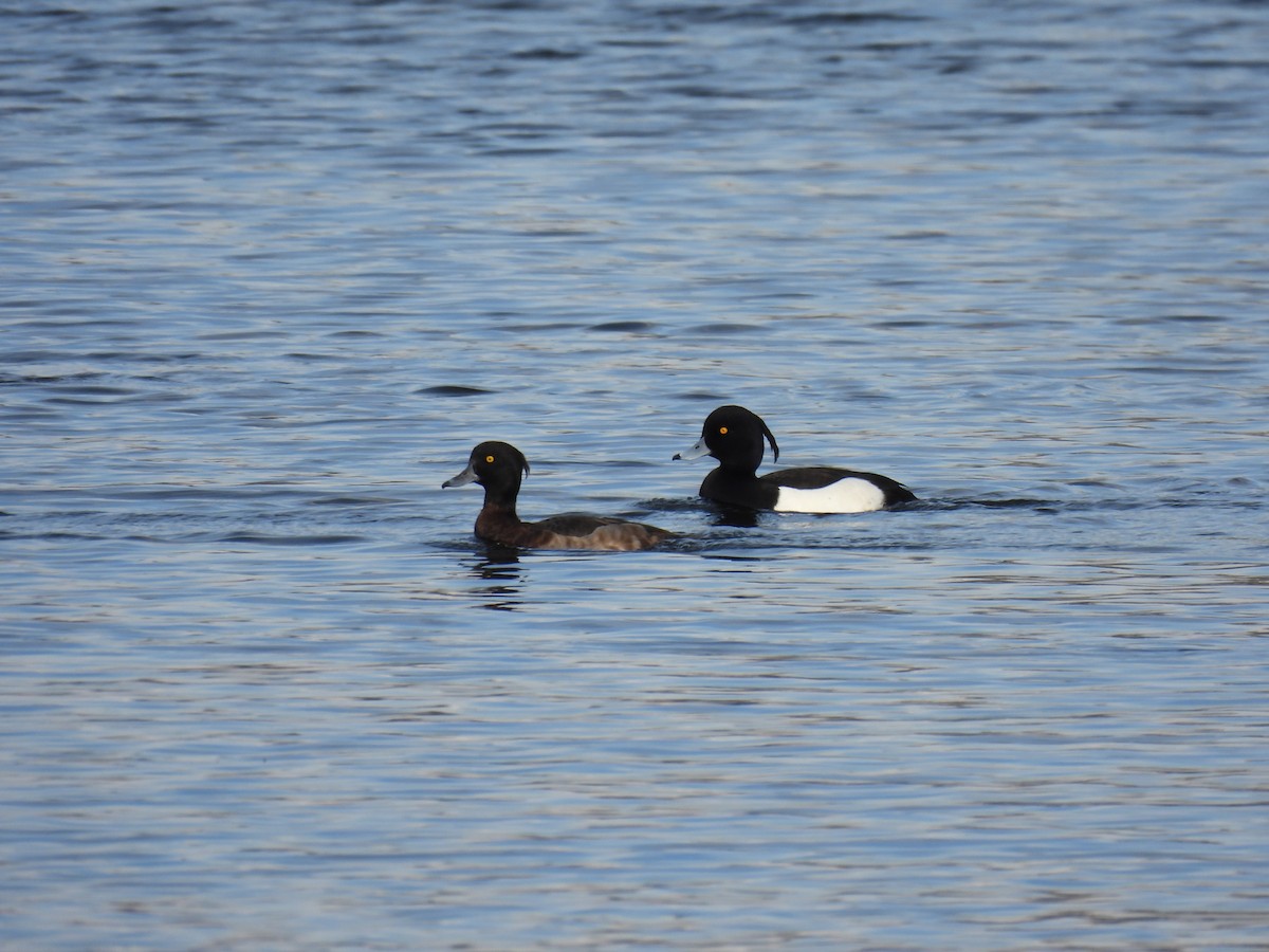 Tufted Duck - ML615311136