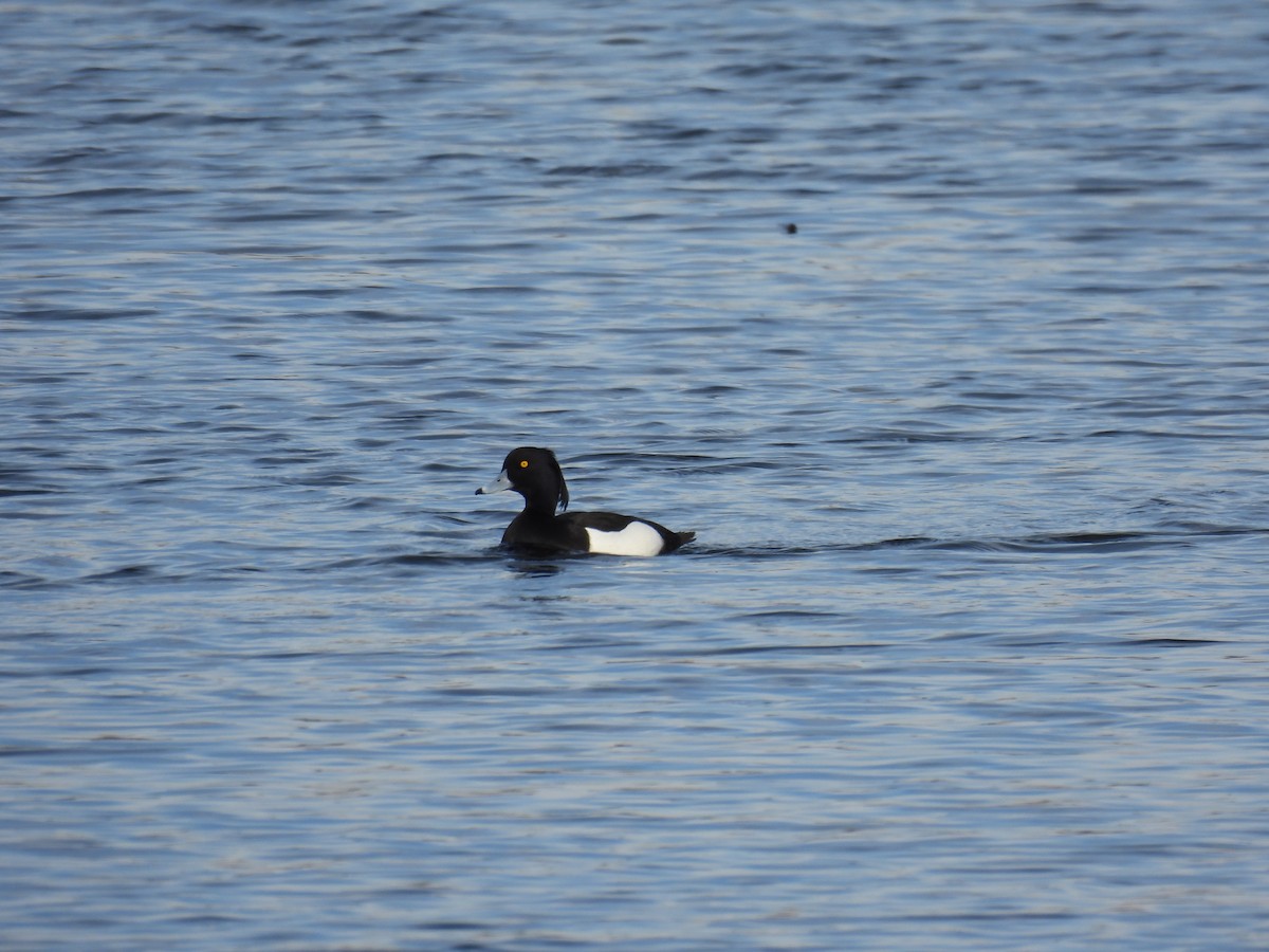 Tufted Duck - ML615311137