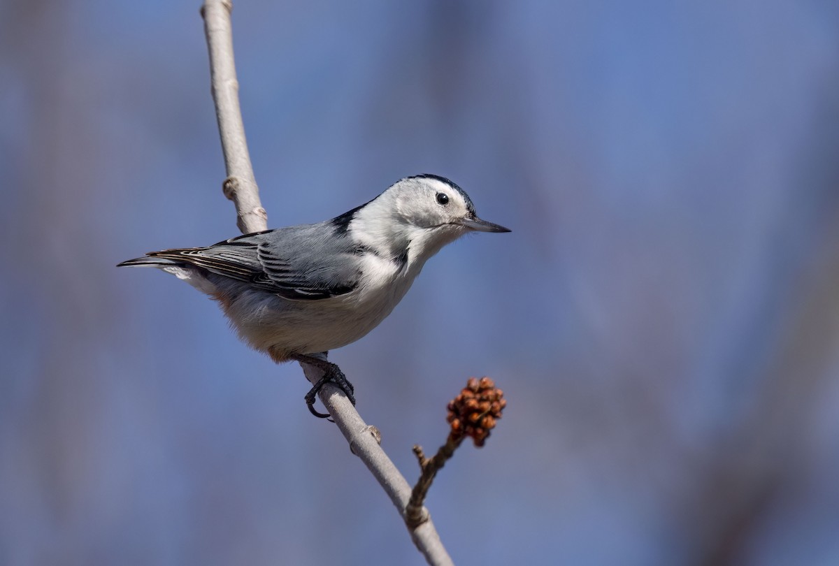 White-breasted Nuthatch - ML615311196