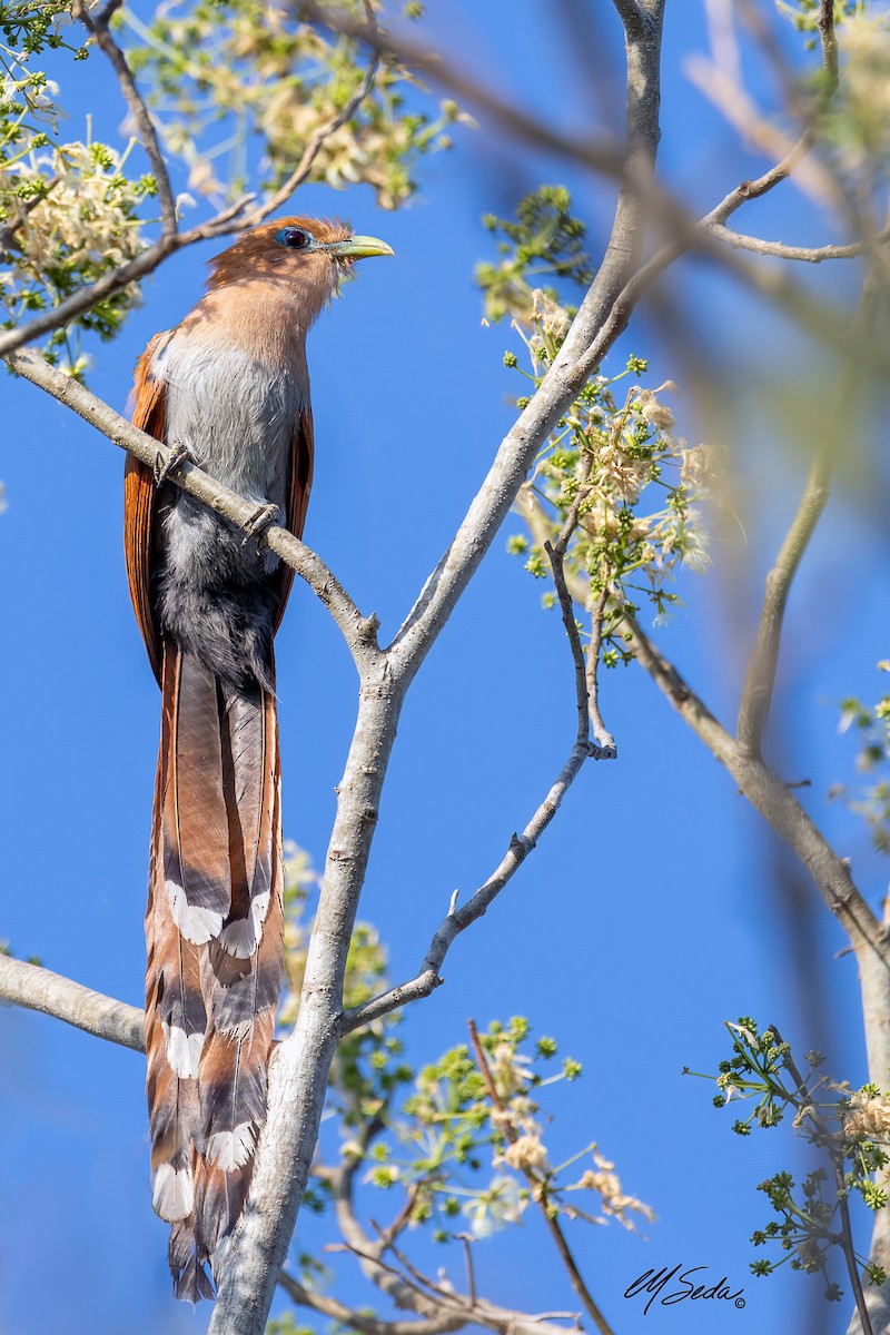 Squirrel Cuckoo (West Mexico) - ML615311197