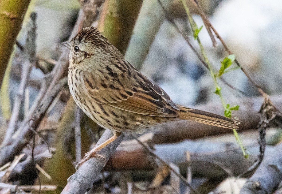 Lincoln's Sparrow - Timothy Aarons