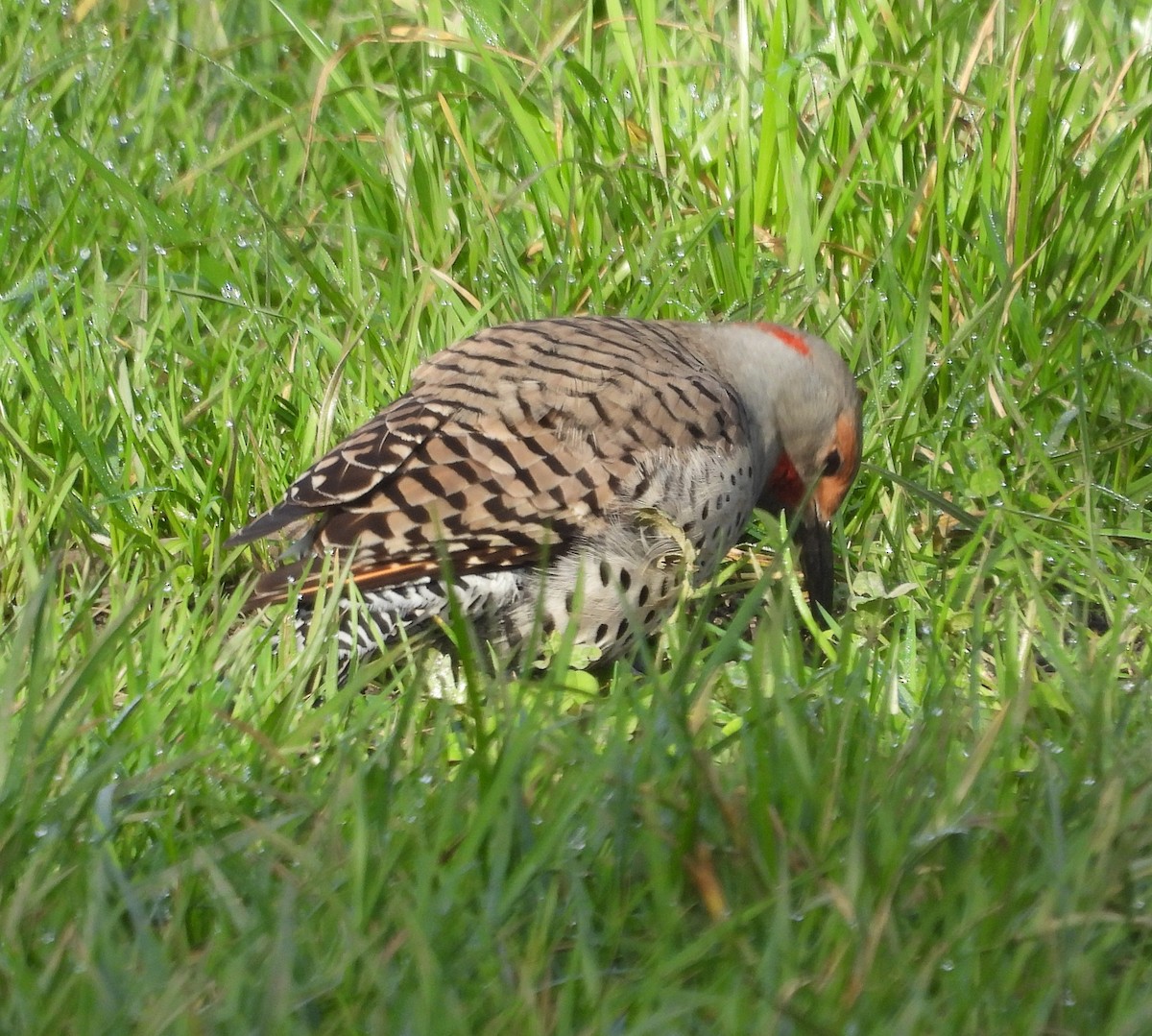 Northern Flicker (Yellow-shafted x Red-shafted) - ML615311344