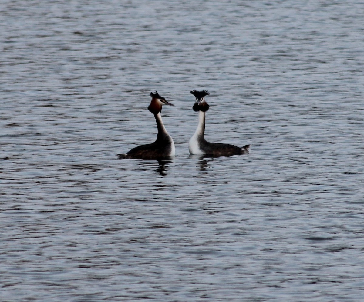 Great Crested Grebe - ML615311348
