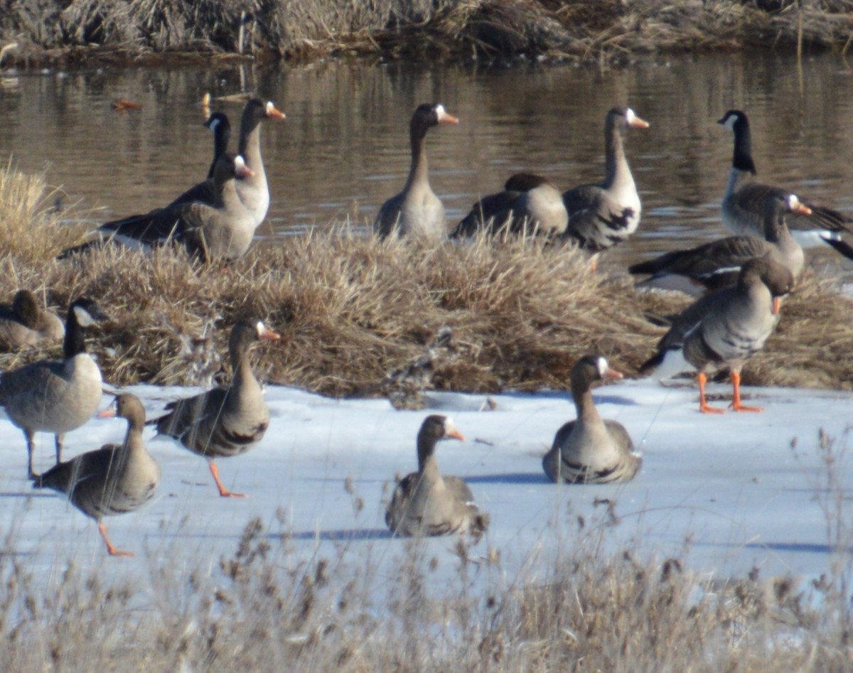 Greater White-fronted Goose - ML615311357