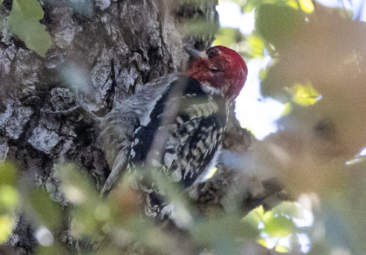 Red-breasted Sapsucker - ML615311363