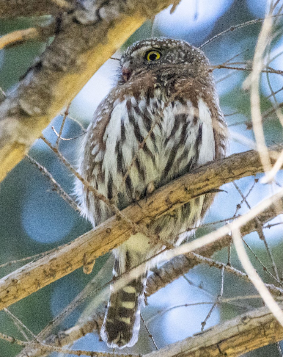 Northern Pygmy-Owl - ML615311408
