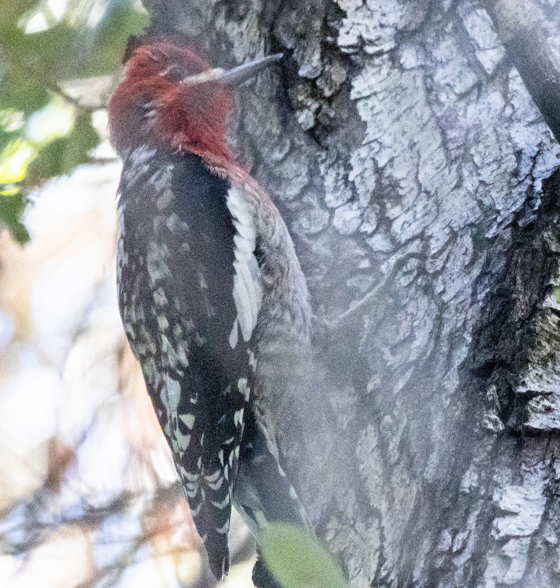 Red-breasted Sapsucker - ML615311474